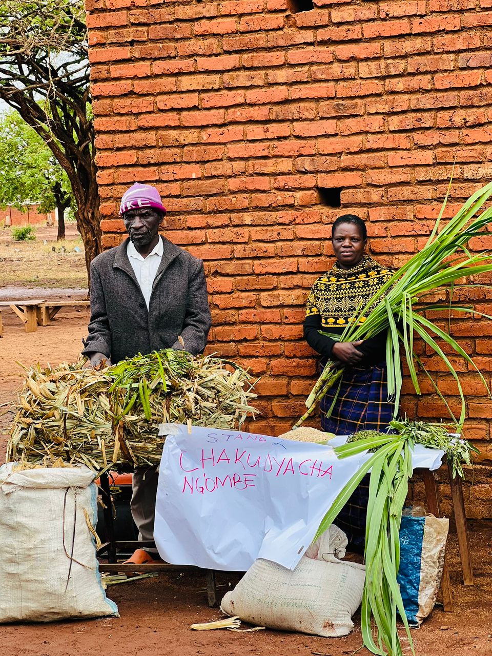 Community livestock feed demonstration and farmer engagement