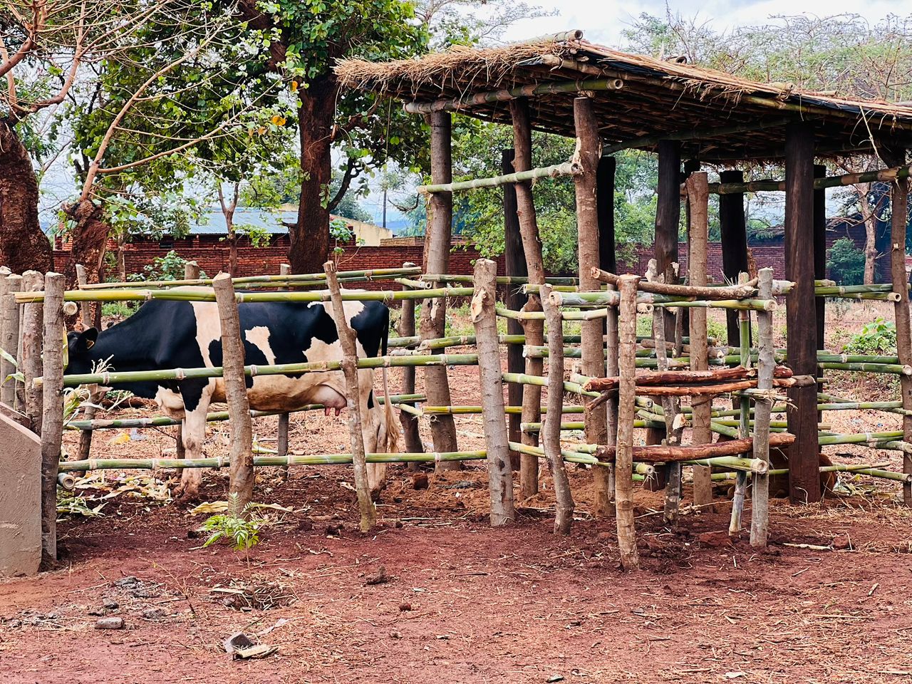 Livestock production systems and dairy housing practice